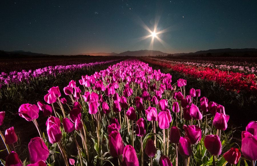 Tulipanes fucsias en flor de noche, con la luna sobre el campo.