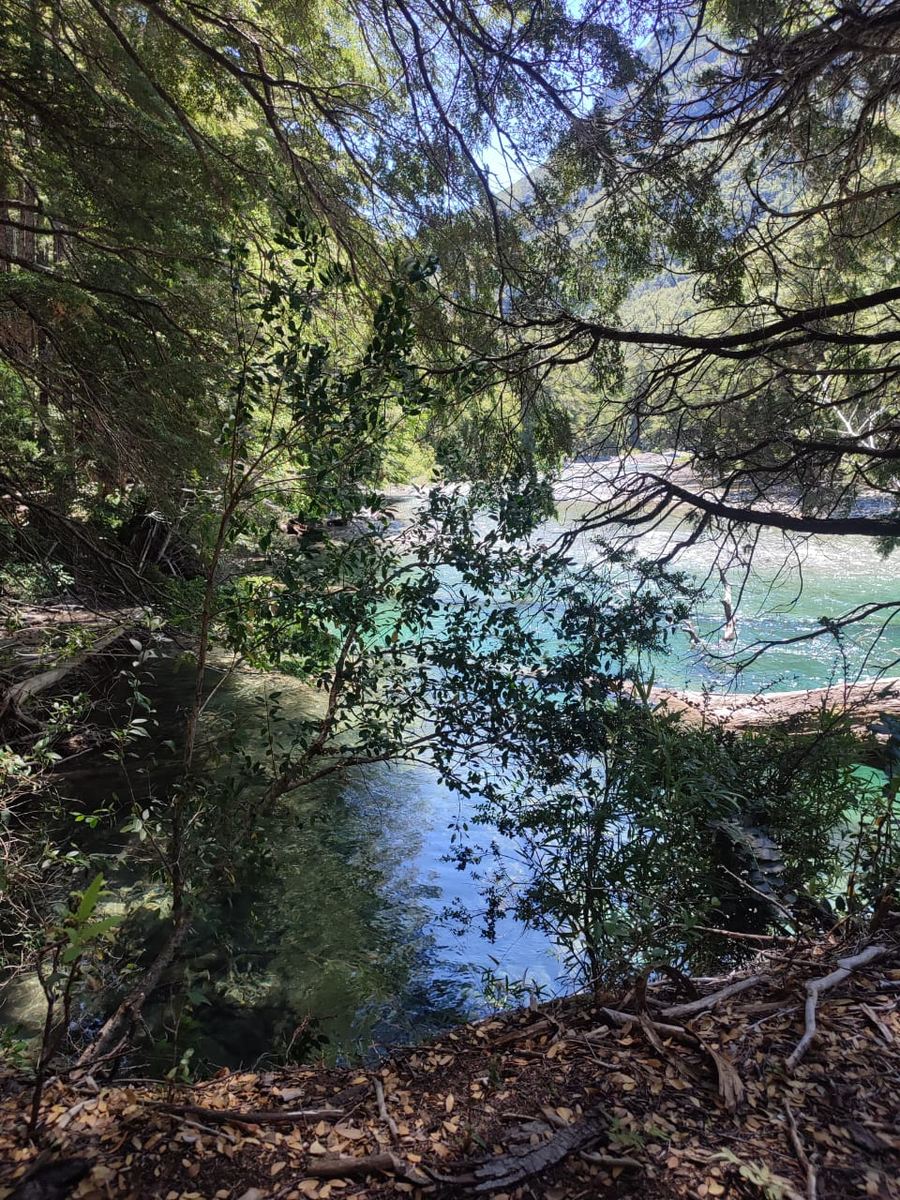 El río Azul entre el bosque, con el agua celeste en el fondo del cañadón.
